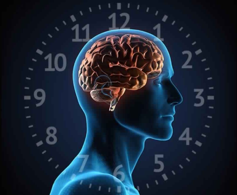 Circadian rhythm sleep wake body rhythms sleep cure solutions